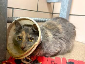 HARLEY -  Domestic Medium Hair Cat for Adoption in Fort Wayne, Indiana - HARLEY | PetCurious
