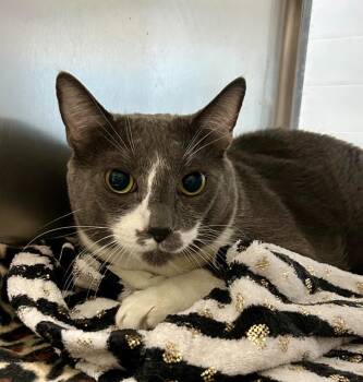Crash -  Domestic Short Hair Cat for Adoption in Cottonwood, Arizona - Crash | PetCurious