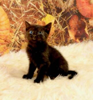 Rescue Domestic Short Hair Cats for Adoption in Tehachapi, California - Aquarius | PetCurious