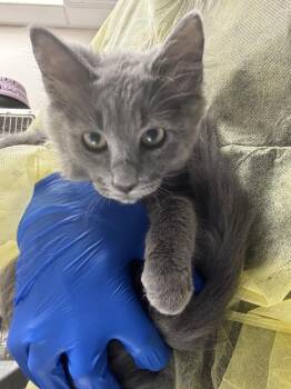 XAVIER -  Domestic Short Hair Cat for Adoption in Las Vegas, Nevada - XAVIER | PetCurious
