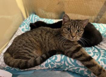 Domestic Short Hair Cats Available for Adoption - Millie | PetCurious