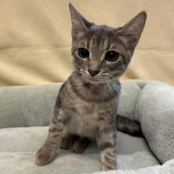 Palm -  Domestic Short Hair Cat for Adoption in Long Beach, California - Palm | PetCurious