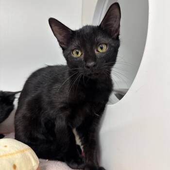 Elora -  Domestic Short Hair Cat for Adoption in Clearwater, Florida - Elora | PetCurious