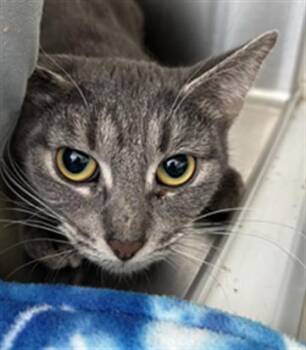 Rescue Domestic Short Hair Cats for Adoption in Saginaw, Michigan - SERAPHINA | PetCurious