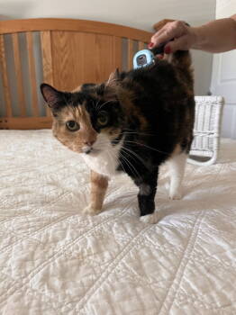 Rescue Domestic Short Hair and Calico Cats for Adoption in St. Peters, Missouri - Rhoda | PetCurious