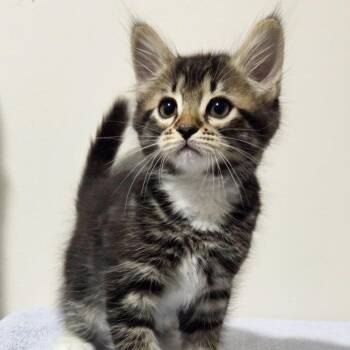 Chicory -Preadoption ONLY -  Domestic Medium Hair Cat for Adoption in Chilliwack, British Columbia - Chicory -Preadoption ONLY | PetCurious