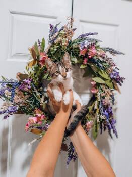 Olivia -  Tabby Cat for Adoption in Goodyear, Arizona - Olivia | PetCurious