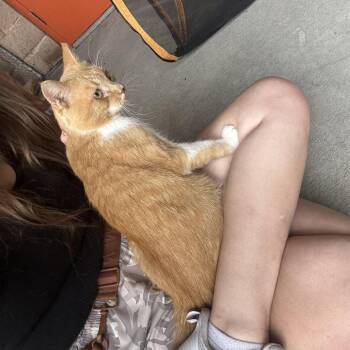 Jasper -  Domestic Short Hair Cat for Adoption in Waynesburg, Pennsylvania - Jasper | PetCurious