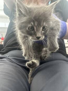 Rescue Domestic Long Hair Cats for Adoption in Dallas, Texas - DARBY | PetCurious