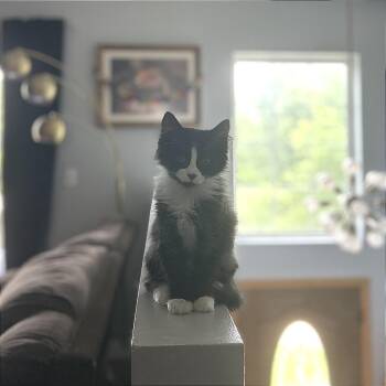Frankie -  Domestic Medium Hair Cat for Adoption in Naperville, Illinois - Frankie | PetCurious