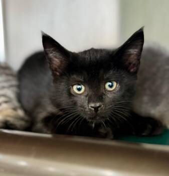 Ty -  Domestic Short Hair Cat for Adoption in Danielsville, Georgia - Ty | PetCurious