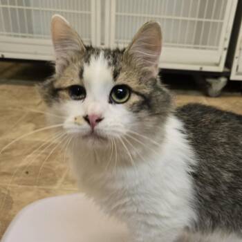 Maverick -  Domestic Short Hair Cat for Adoption in Colorado Springs, Colorado - Maverick | PetCurious