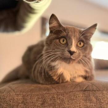Pam C12221 -  Domestic Medium Hair Cat for Adoption - Pam C12221 | PetCurious