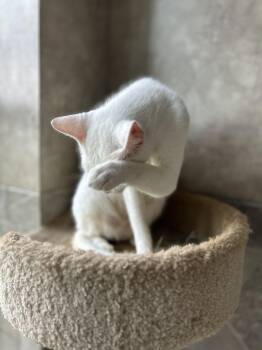 Rescue American Shorthair Cats for Adoption in Seguin, Texas - Mercy | PetCurious