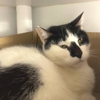 Rescue Domestic Short Hair Cats for Adoption in Los Angeles, California - Argentina | PetCurious