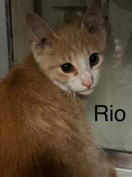 Rio -  Domestic Short Hair Cat for Adoption in Princeton, Indiana - Rio | PetCurious