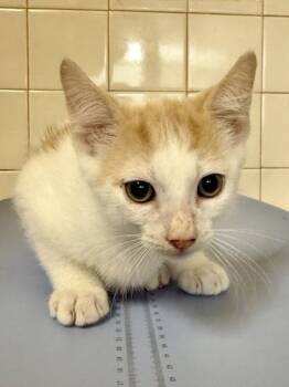 Beanie Baby -  Domestic Short Hair Cat for Adoption in San Antonio, Texas - Beanie Baby | PetCurious