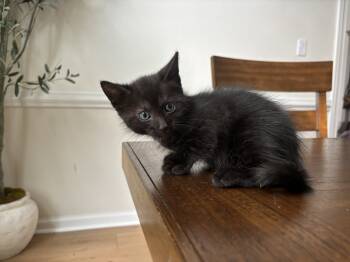 Rescue Domestic Short Hair Cats for Adoption in Virginia Beach, Virginia - Nyktos | PetCurious