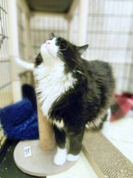 Tonto -  Domestic Long Hair Cat for Adoption in Social Circle, Georgia - Tonto | PetCurious