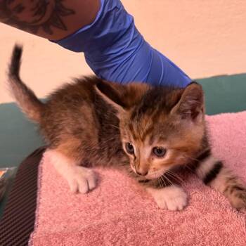Flower Child -  Domestic Medium Hair Cat for Adoption in Pasadena, California - Flower Child | PetCurious
