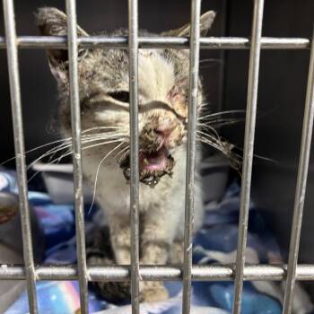 Domestic Short Hair Cats Available for Adoption - Tim McPaw | PetCurious