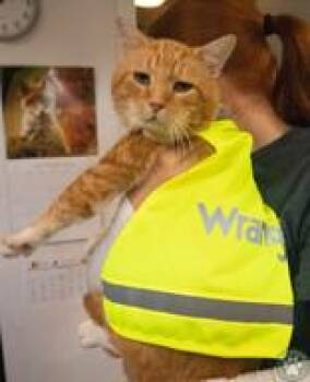 Chester -  Domestic Medium Hair Cat for Adoption in Potsdam, New York - Chester | PetCurious