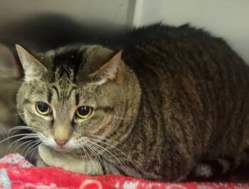 Rescue Domestic Short Hair Cats for Adoption in Sheboygan, Wisconsin - Bitsy | PetCurious