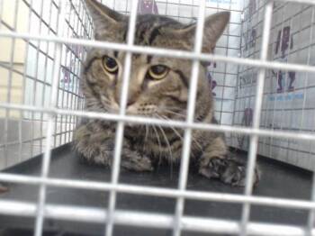 Domestic Short Hair Cats Available for Adoption in Orlando, Florida - MONKEY PAW | PetCurious