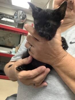 Rescue Domestic Short Hair Cats for Adoption in Fort Worth, Texas - Hawk | PetCurious