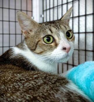Velvet -  Domestic Short Hair Cat Available for Adoption in Seal Beach, California - Velvet | PetCurious