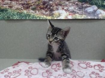 A551963 -  Domestic Short Hair Cat for Adoption in Moreno Valley, California - A551963 | PetCurious