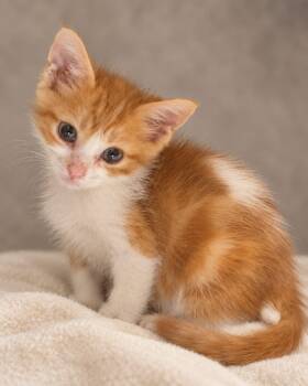 Beeni -  Tabby Cat for Adoption in Miami, Florida - Beeni | PetCurious