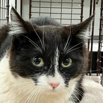 Domestic Short Hair Cats Available for Adoption - 104828 | PetCurious