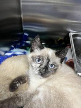Kara -  Siamese Cat for Adoption in Dayton, Minnesota - Kara | PetCurious