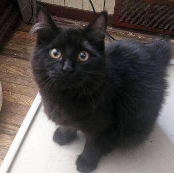 Domestic Medium Hair Cats Available for Adoption - Pepper | PetCurious