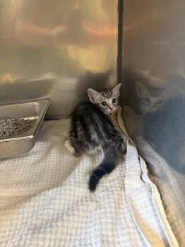 Gravy -  Domestic Short Hair Cat for Adoption in Providence Forge, Virginia - Gravy | PetCurious