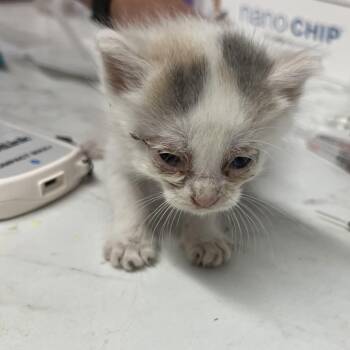 Domestic Short Hair Cats Available for Adoption in St. Louis, Missouri - Snapple Cap | PetCurious