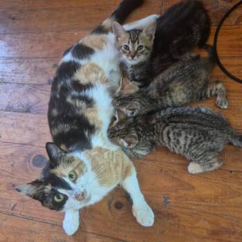 Lady Anise -  Domestic Short Hair Cat Available for Adoption in Aberdeen, North Carolina - Lady Anise | PetCurious