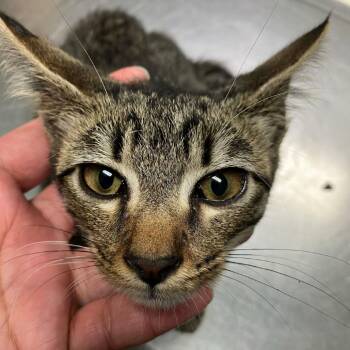 Pac-Man -  Domestic Short Hair Cat for Adoption in Buffalo, Minnesota - Pac-Man | PetCurious