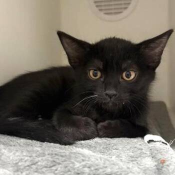 Charades -  Domestic Short Hair Cat for Adoption in Phoenix, Arizona - Charades | PetCurious