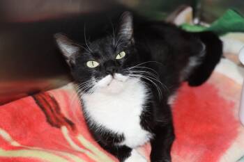 Domestic Short Hair Cats Available for Adoption - Wendy | PetCurious