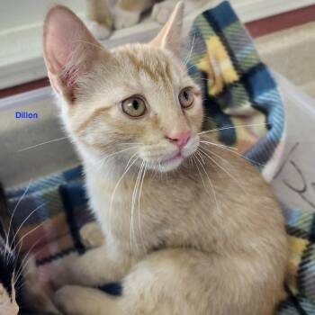 Dillon -  Domestic Short Hair Cat for Adoption in Lakewood, Colorado - Dillon | PetCurious