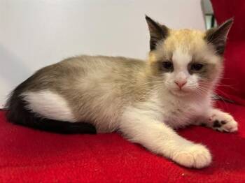 Snowshoe and Domestic Short Hair Cats Available for Adoption in Sacramento, California - CHAD | PetCurious