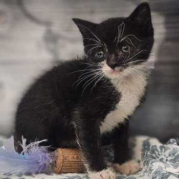 Denim -  Domestic Short Hair Cat for Adoption in Lynchburg, Virginia - Denim | PetCurious