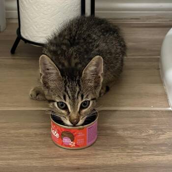 Tino Nix -  Domestic Short Hair Cat for Adoption in Edinburg, Texas - Tino Nix | PetCurious