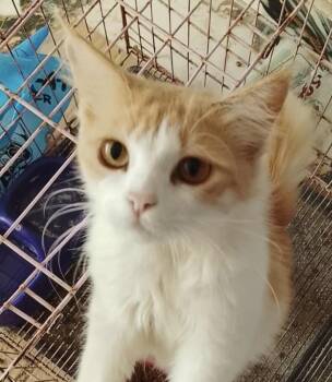 Maine Coon Cats Available for Adoption in Brampton, Ontario - Gingie | PetCurious
