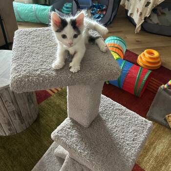 Micro -  Domestic Short Hair Cat for Adoption in West Jefferson, Ohio - Micro | PetCurious