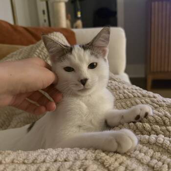 Mizora -  Tabby and Domestic Short Hair Cat for Adoption in UNIVERSITY PA, Maryland - Mizora | PetCurious
