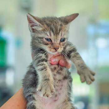 Spatula -  Domestic Short Hair Cat for Adoption in Chapel Hill, North Carolina - Spatula | PetCurious