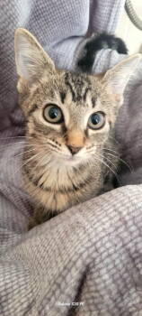 Rescue Domestic Short Hair Cats for Adoption in Oviedo, Florida - Stripes | PetCurious